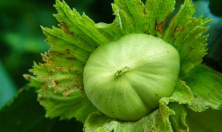 17 Significati Simbolici del Sognare Gusci di Castagne