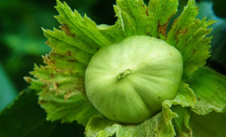 17 Significati Simbolici del Sognare Gusci di Castagne