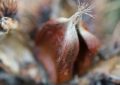 16 Significati Simbolici del Sognare Castagne