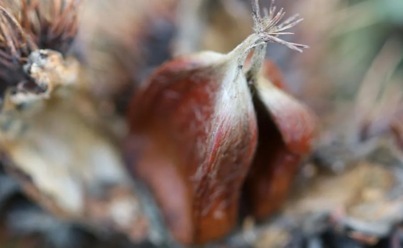 16 Significati Simbolici del Sognare Castagne