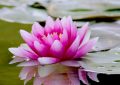 20 significati simbolici del sognare fiori di loto
