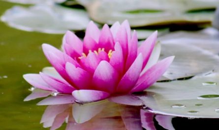 20 significati simbolici del sognare fiori di loto