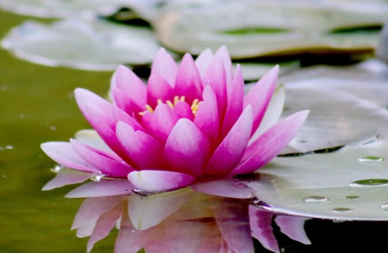 20 significati simbolici del sognare fiori di loto