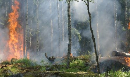 25 significati simbolici del sognare un incendio boschivo