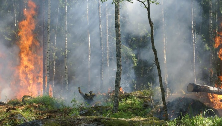 25 significati simbolici del sognare un incendio boschivo