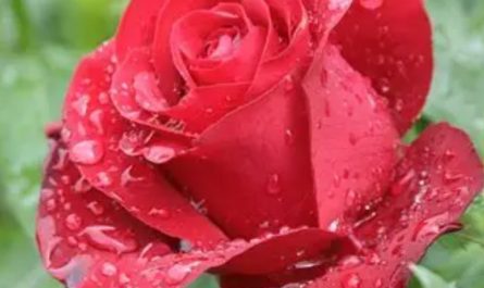 20 significati simbolici del sognare rose