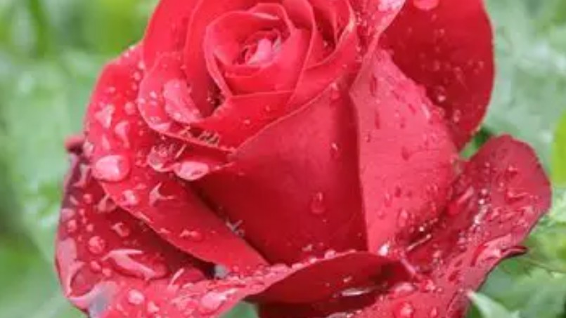 20 significati simbolici del sognare rose