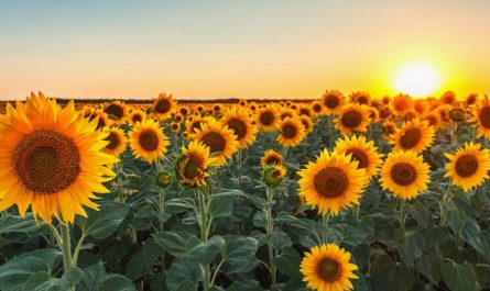 22 Significati Simbolici del Sognare Girasoli