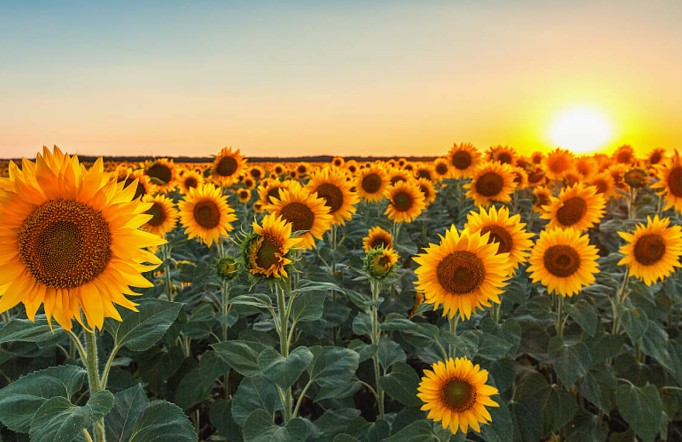 22 Significati Simbolici del Sognare Girasoli