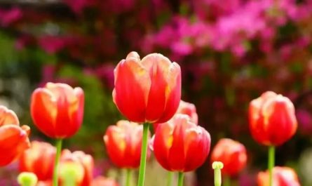 20 significati simbolici del sognare tulipani
