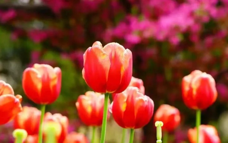 20 significati simbolici del sognare tulipani