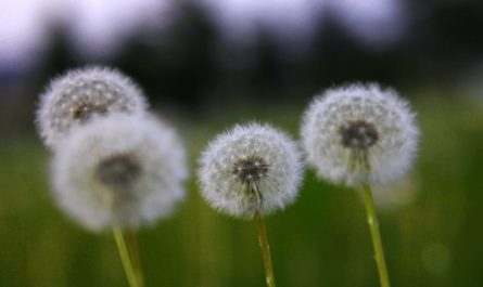 22 Significati Simbolici del Sognare i Denti di Leone