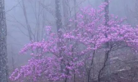 20 significati simbolici del sognare fiori di nebbia