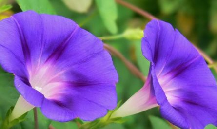 20 significati simbolici del sognare campanule