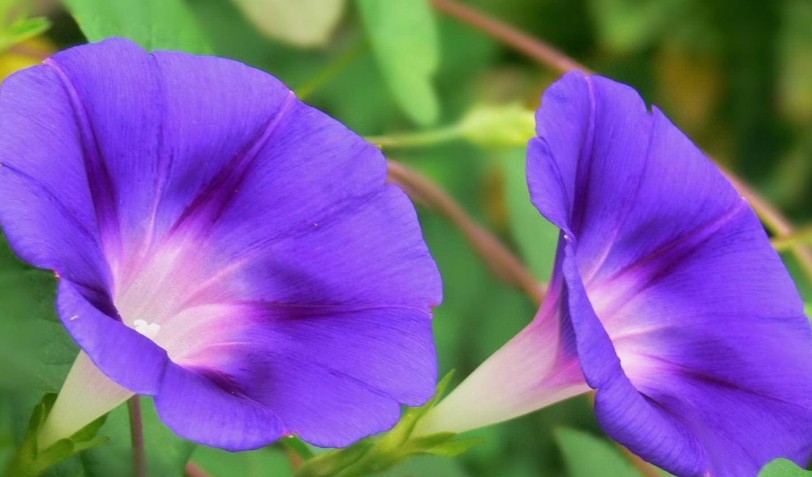 20 significati simbolici del sognare campanule