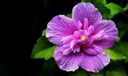 21 Significati Simbolici del Sognare Fiori di Ibisco
