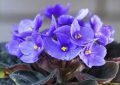 20 significati simbolici del sognare le violette