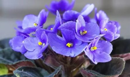20 significati simbolici del sognare le violette