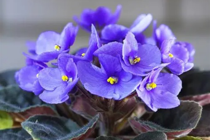 20 significati simbolici del sognare le violette