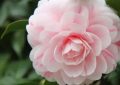 24 Significati Simbolici del Sognare Camelie
