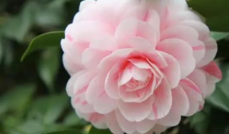 24 Significati Simbolici del Sognare Camelie