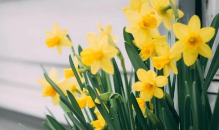 9 Significati Simbolici del Sognare i Narcisi
