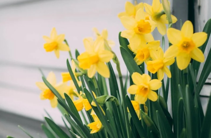 9 Significati Simbolici del Sognare i Narcisi
