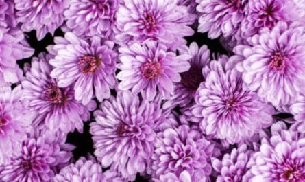 8 Significati Simbolici del Sognare Fiori di Cosmo