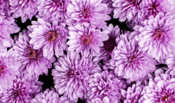 8 Significati Simbolici del Sognare Fiori di Cosmo
