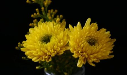 9 Significati Simbolici del Sognare Crisantemi