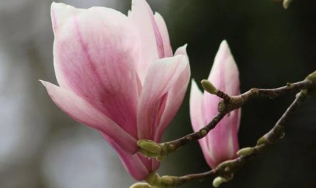 9 Significati Simbolici del Sognare Fiori di Magnolia
