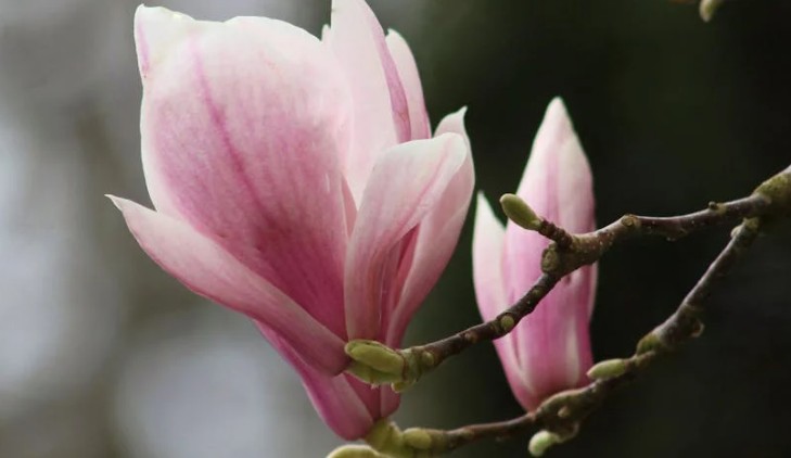 9 Significati Simbolici del Sognare Fiori di Magnolia