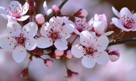 9 Significati Simbolici del Sognare Fiori di Prugno