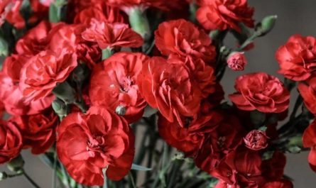 11 significati simbolici del sognare garofani
