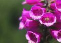 9 Significati Simbolici del Sognare Fiori in Fioritura
