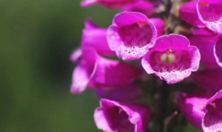 9 Significati Simbolici del Sognare Fiori in Fioritura