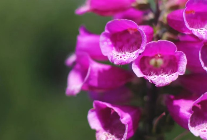 9 Significati Simbolici del Sognare Fiori in Fioritura