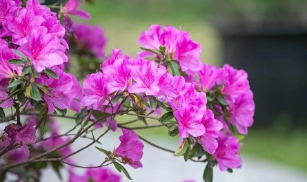 17 significati simbolici del sognare le azalee