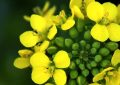 17 Significati Simbolici del Sognare Fiori di Colza