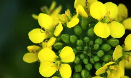 17 Significati Simbolici del Sognare Fiori di Colza