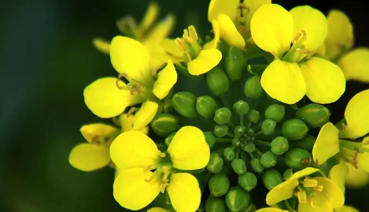 17 Significati Simbolici del Sognare Fiori di Colza