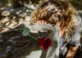 9 significati simbolici del sognare che il tuo ragazzo uccide qualcuno