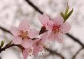 19 Significati Simbolici del Sognare Fiori di Pesco
