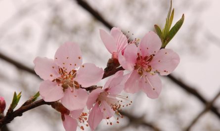 19 Significati Simbolici del Sognare Fiori di Pesco
