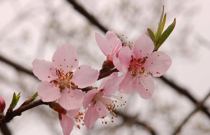 19 Significati Simbolici del Sognare Fiori di Pesco