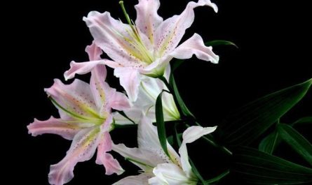 14 significati simbolici del sognare i gigli