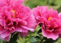 19 Significati Simbolici del Sognare Peonie