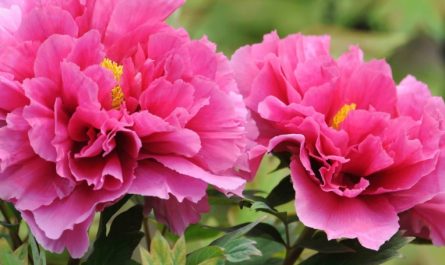 19 Significati Simbolici del Sognare Peonie