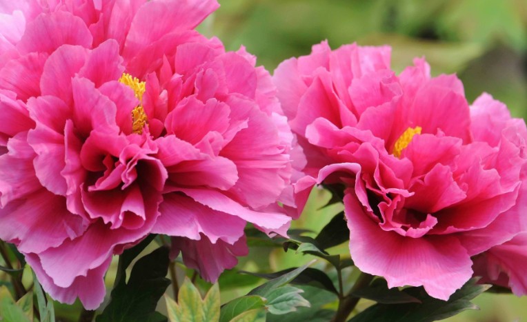 19 Significati Simbolici del Sognare Peonie