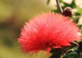 18 significati simbolici del sognare fiori di acacia
